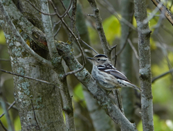 Black and White Warbler