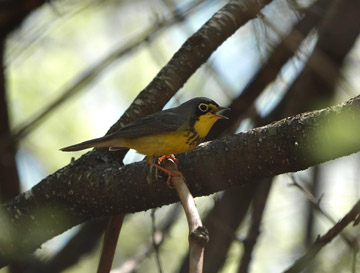 Canada Warbler