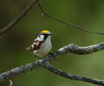 Chestnut Sided Warbler Bird