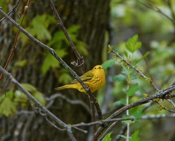 Yellow Warbler