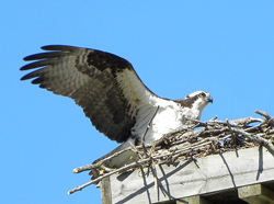 Osprey Bird Approaching Nest