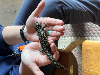 Eastern Tiger Salamander